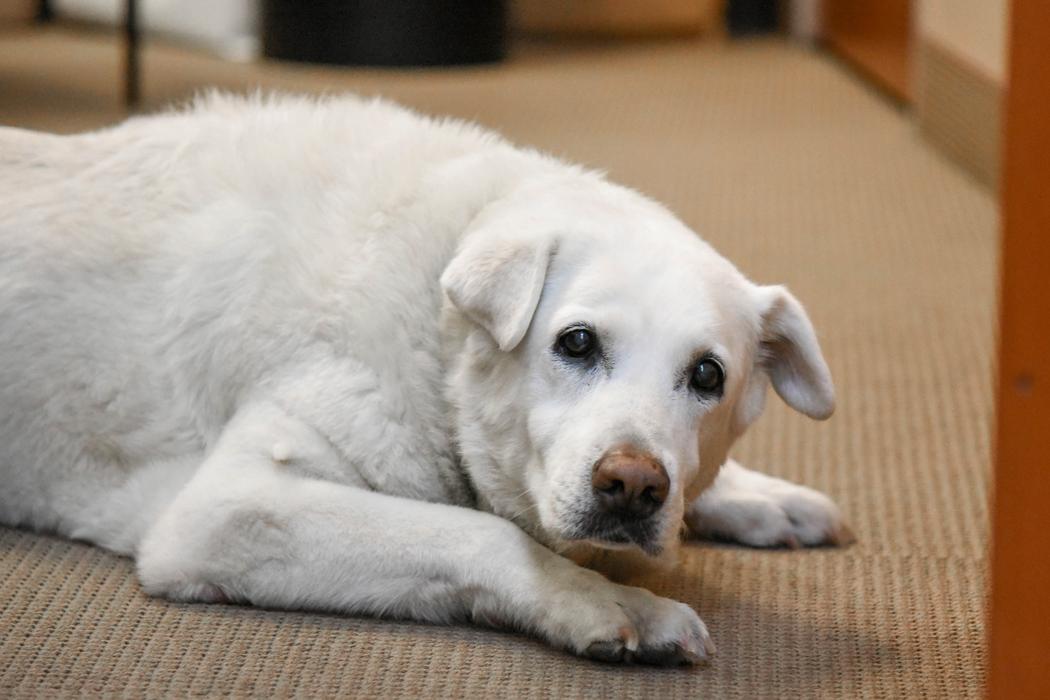 Go-dental-office-therapy-dog-gracie Go dental office therapy dog gracie