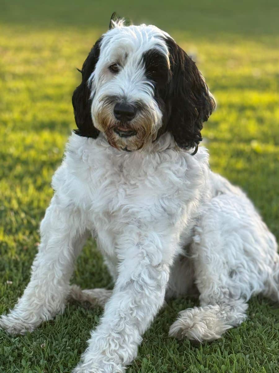 Dog sitting down in the grass Meena smiling in the grass