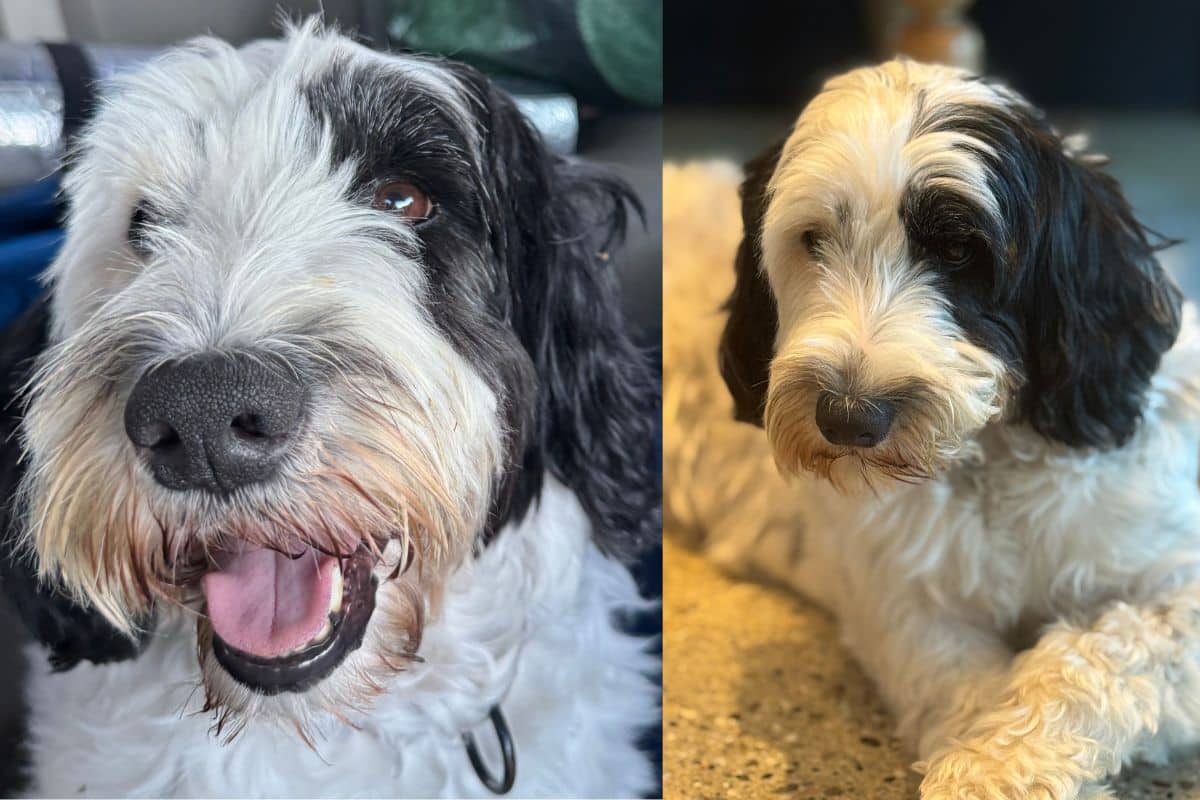 Side by side pictures of meena Meena the therapy dog smiling in the car